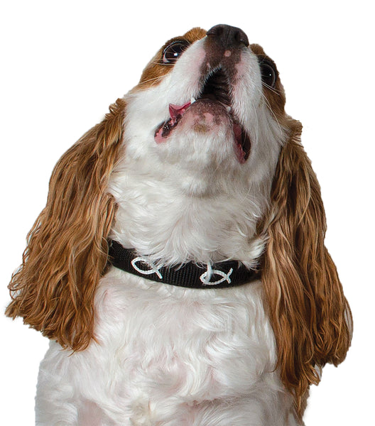 Padded Collar - Fish - Black