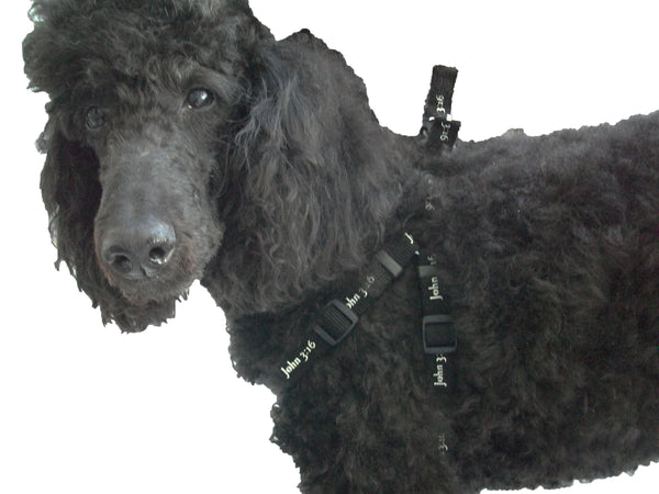 Harness - John 3:16 - Black