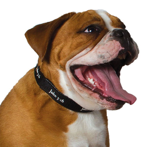 Padded Collar - John 3:16 - Black