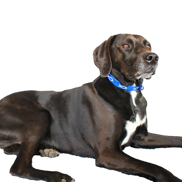 Padded Collar - Fish - Blue