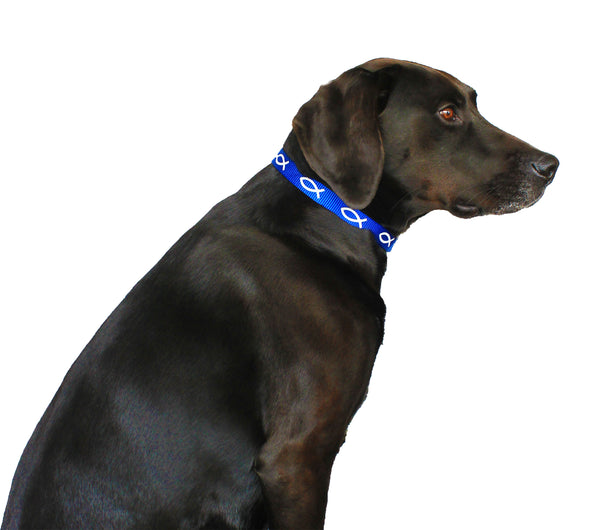 Non-Padded Collar - Fish - Blue