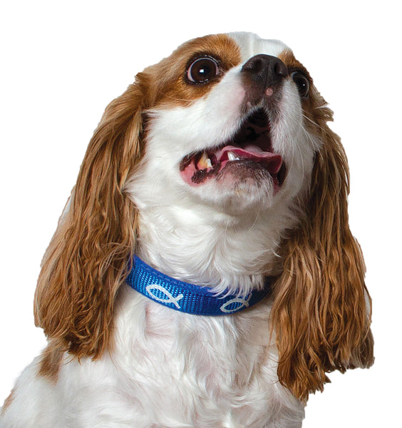 Padded Collar - Fish - Blue