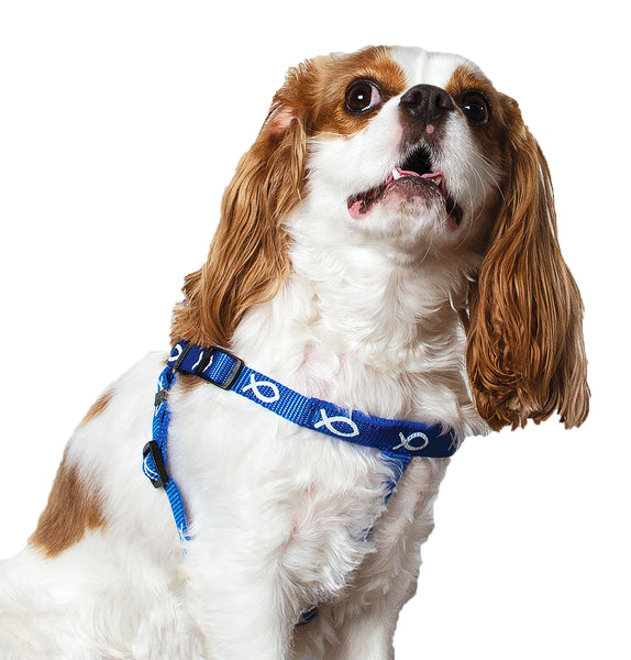 Harness - Cross - Blue