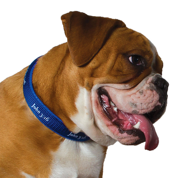 Padded Collar - John 3:16 - Blue