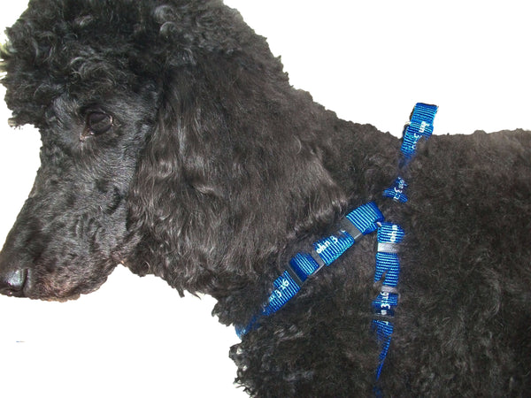 Harness - John 3:16 - Blue