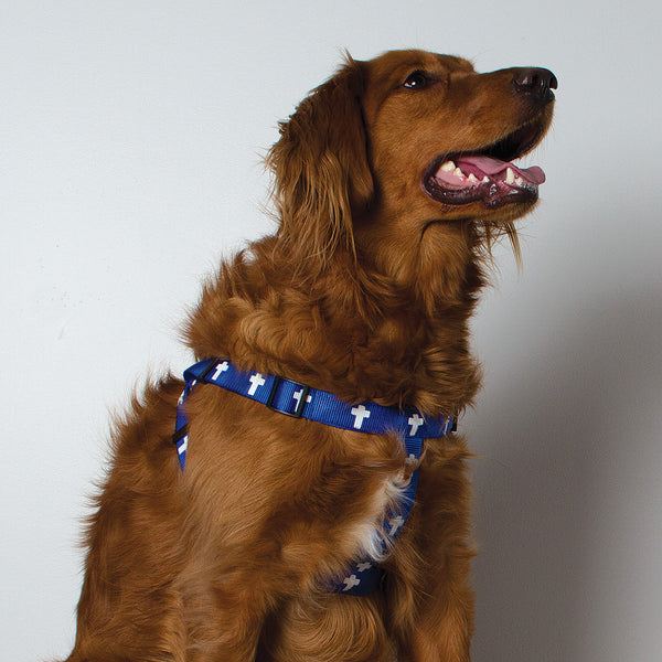 Harness - Cross - Blue