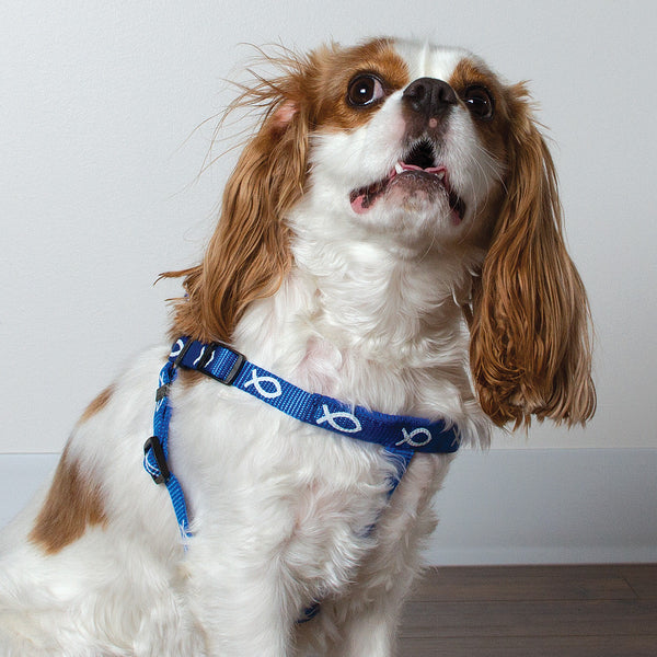 Harness - Fish - Blue