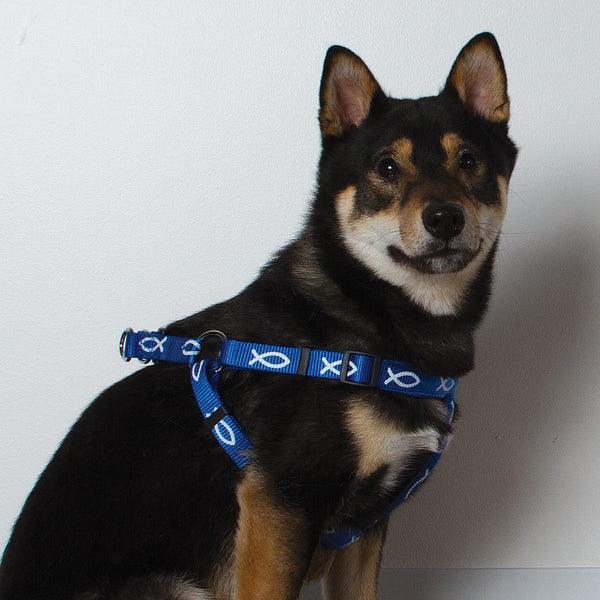 Harness - Fish - Blue