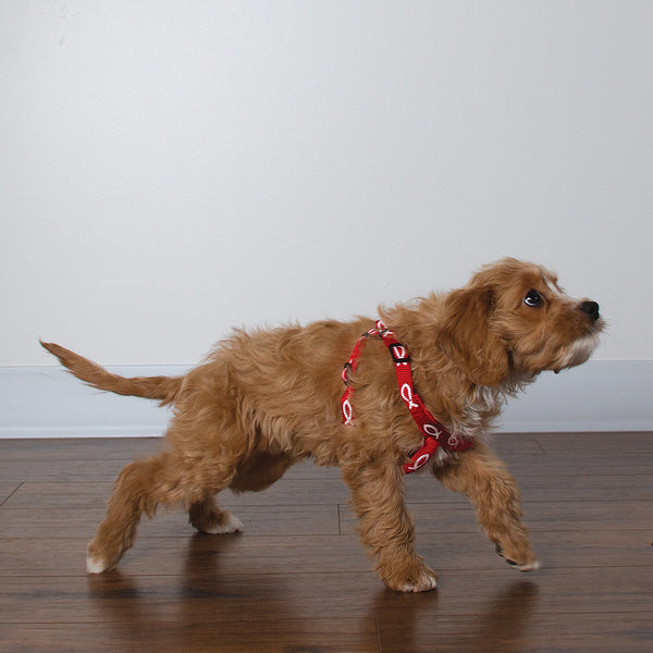 Harness - Fish - Red