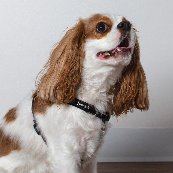 Harness - John 3:16 - Black