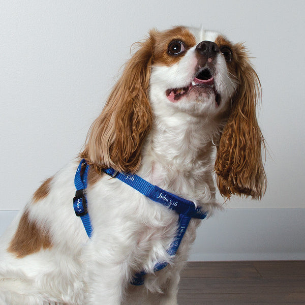 Harness - John 3:16 - Blue