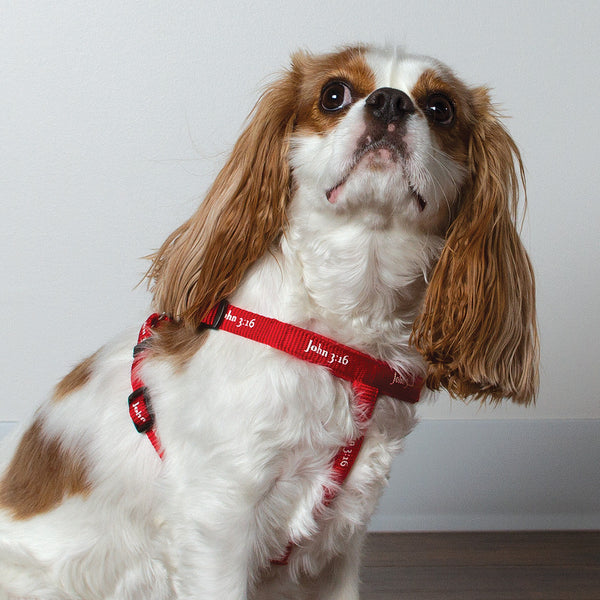 Harness - John 3:16 - Red