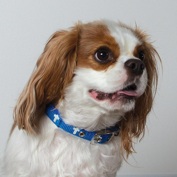 Non-Padded Collar - Cross - Blue