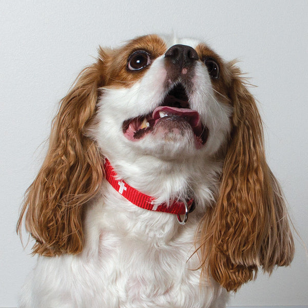 Non-Padded Collar - Cross - Red