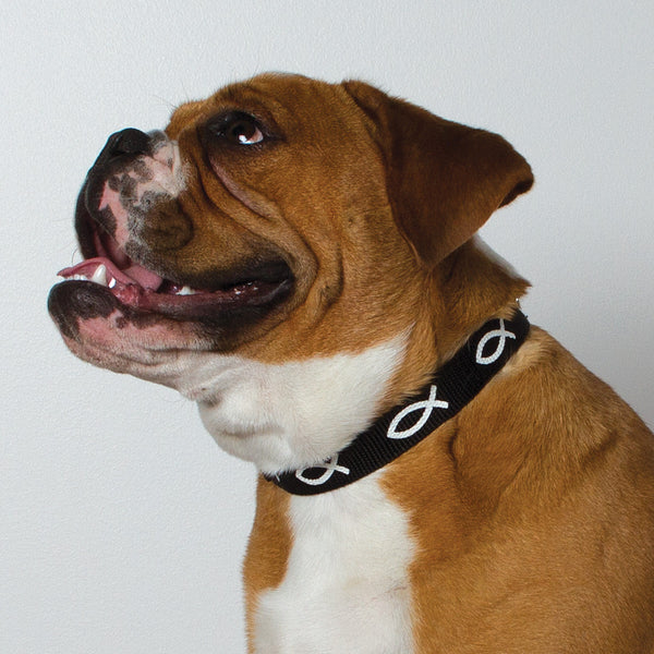 Non-Padded Collar - Fish - Black