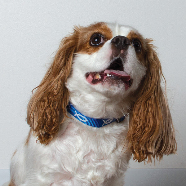 Non-Padded Collar - Fish - Blue