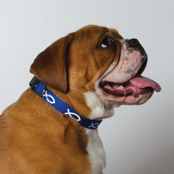 Non-Padded Collar - Fish - Blue