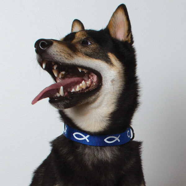 Non-Padded Collar - Fish - Blue