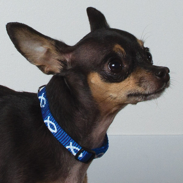 Non-Padded Collar - Fish - Blue