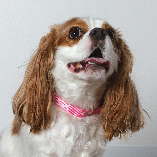 Non-Padded Collar - Fish - Pink