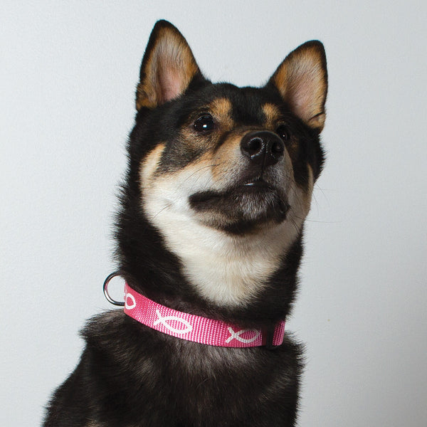 Non-Padded Collar - Fish - Pink