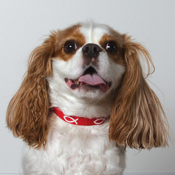 Non-Padded Collar - Fish - Red