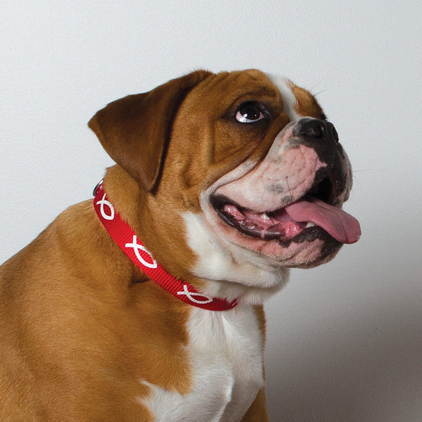 Non-Padded Collar - Fish - Red