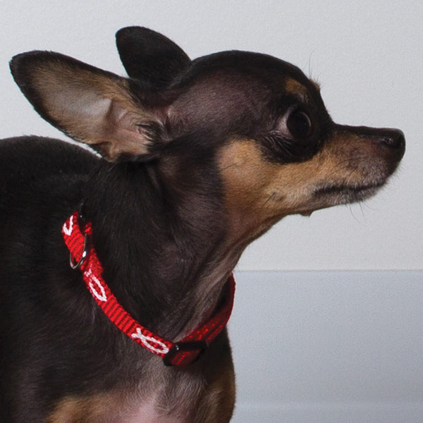 Non-Padded Collar - Fish - Red