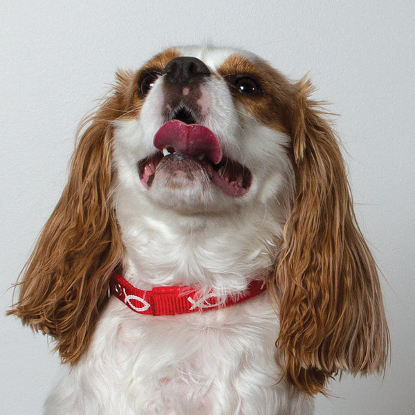 Padded Collar - Fish - Red