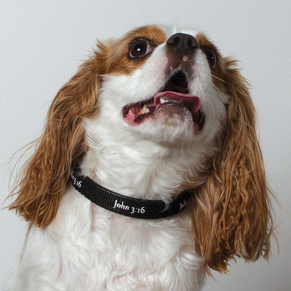 Padded Collar - John 3:16 - Black
