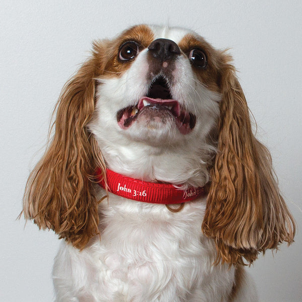 Padded Collar - John 3:16 - Red