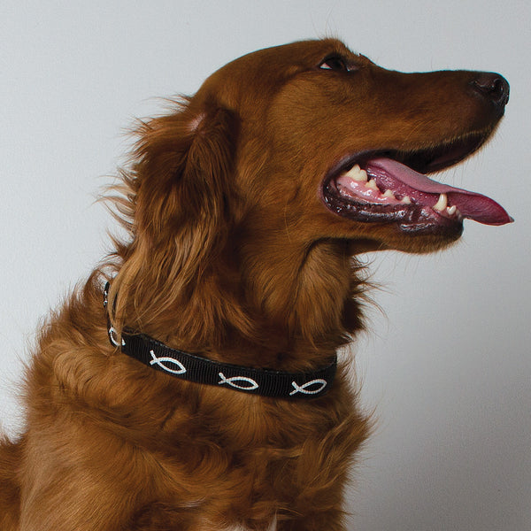 Padded Collar - Fish - Black