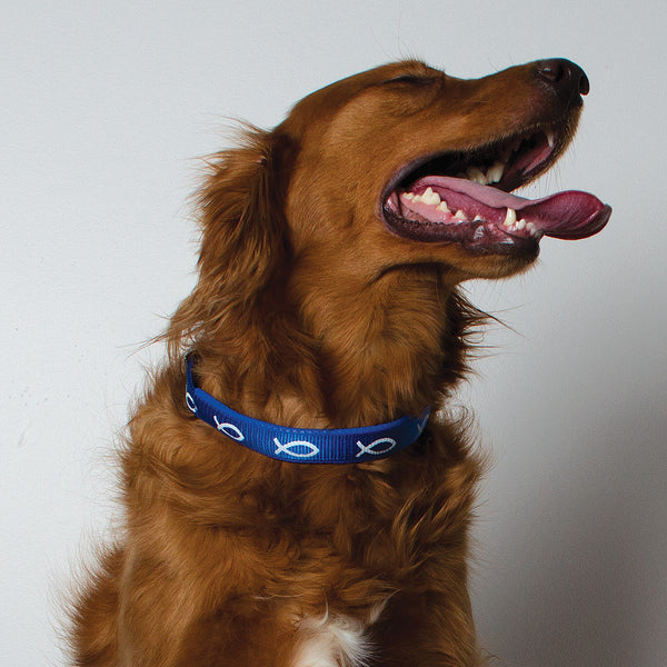 Padded Collar - Fish - Blue