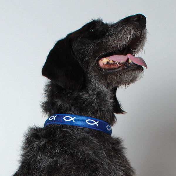 Padded Collar - Fish - Blue