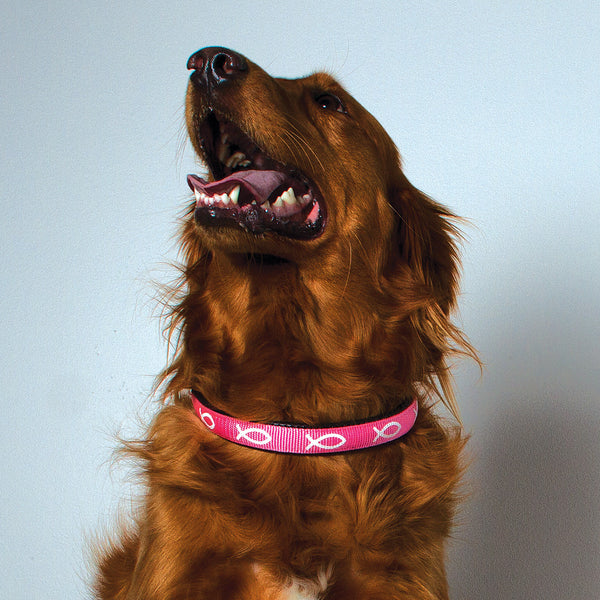 Padded Collar - Fish - Pink