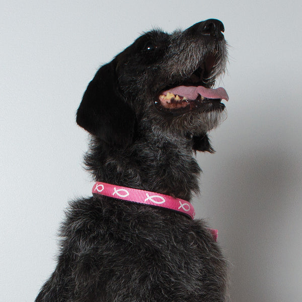 Padded Collar - Fish - Pink