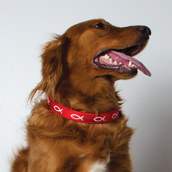 Padded Collar - Fish - Red