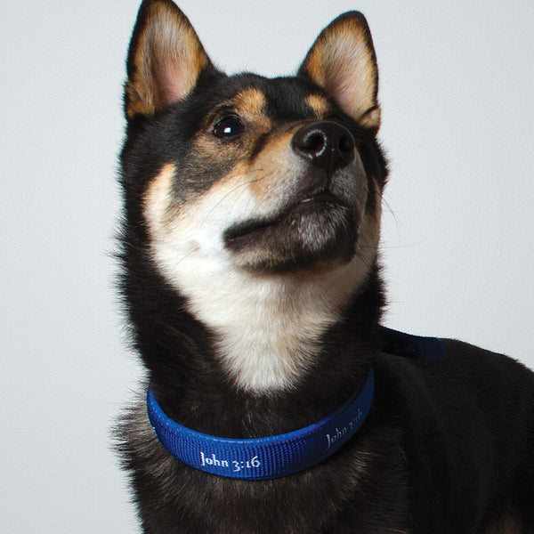 Padded Collar - John 3:16 - Blue