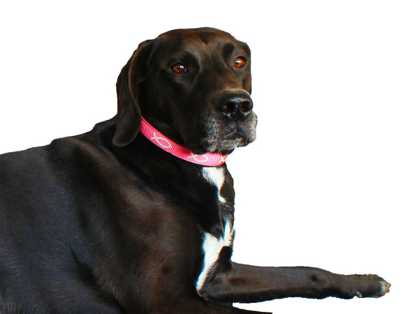 Padded Collar - Fish - Pink