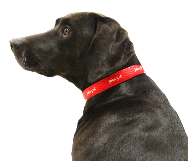 Padded Collar - John 3:16 - Red