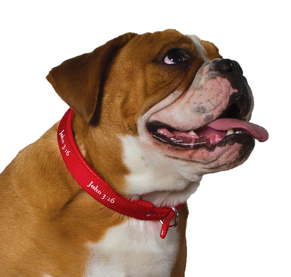 Padded Collar - John 3:16 - Red