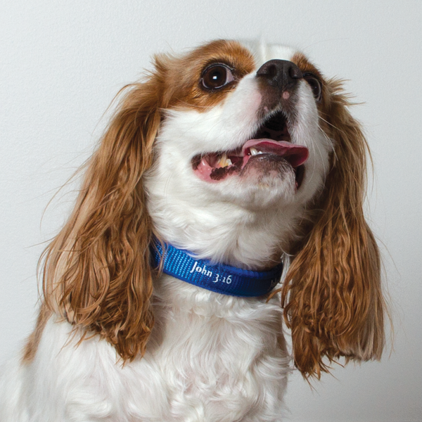 Padded Collar - John 3:16 - Blue